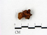 藏品(木耳屬)的圖片