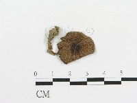 藏品(傘菌屬)的圖片