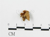 藏品(雞油菌屬)的圖片