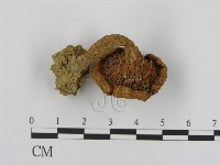 藏品(花臉香蘑)的圖片