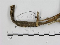 藏品(小皮傘屬)的圖片