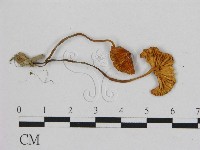 藏品(小皮傘屬)的圖片