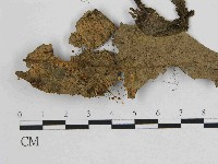 藏品(小皮傘屬)的圖片