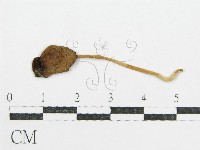 藏品(鬼傘屬)的圖片