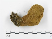 藏品(頭狀禿馬勃)的圖片