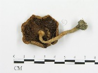 藏品(傘菌屬)的圖片