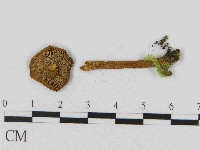 藏品(乳菇屬)的圖片