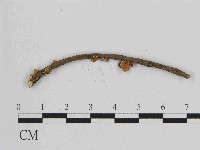 藏品(小皮傘屬)的圖片