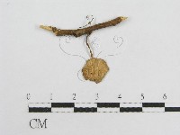 藏品(微皮傘屬)的圖片