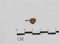 藏品(小菇屬)的圖片