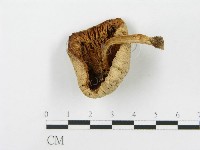 藏品()的圖片