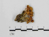 藏品(小菇屬)的圖片