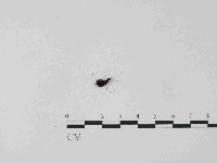 藏品(銀耳屬)的圖片