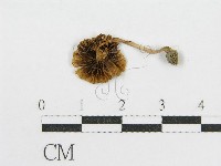 藏品()的圖片