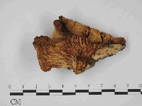 藏品(糙皮側耳)的圖片