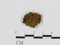 藏品(刺革菌屬)的圖片