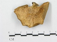 藏品(多孔菌屬)的圖片