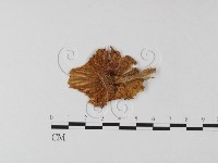 藏品(鵝膏屬)的圖片