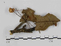 藏品(小皮傘屬)的圖片