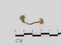 藏品(乳菇屬)的圖片