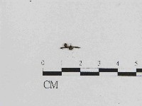 藏品(小菇屬)的圖片