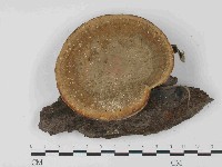 藏品(東方栓菌)的圖片