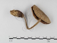 藏品(鵝膏屬)的圖片