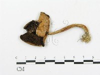 藏品(傘菌屬)的圖片