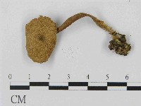 藏品(乳菇屬)的圖片