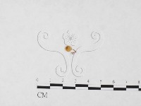 藏品(發光小菇)的圖片