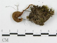 藏品(粉褶菌屬)的圖片
