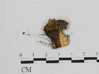 藏品(小皮傘屬)的圖片