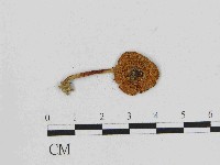 藏品(小菇屬)的圖片