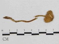 藏品(小菇屬)的圖片