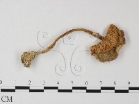 藏品(鵝膏屬)的圖片