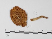 藏品(鵝膏屬)的圖片