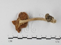 藏品(鵝膏屬)的圖片