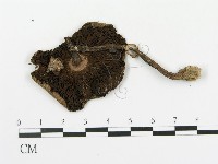 藏品(傘菌屬)的圖片