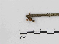 藏品(小菇屬)的圖片