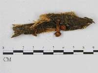 藏品(小菇屬)的圖片