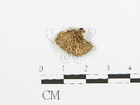 藏品(裂褶菌)的圖片