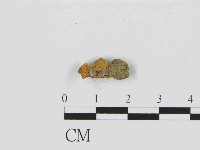 藏品(濕傘屬)的圖片