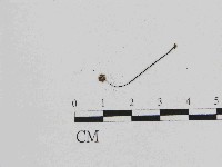 藏品(小皮傘屬)的圖片
