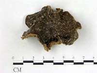 藏品(毛木耳)的圖片