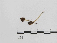 藏品(小菇屬)的圖片