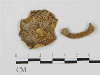 藏品(乳菇屬)的圖片