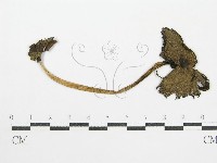 藏品(鬼傘屬)的圖片