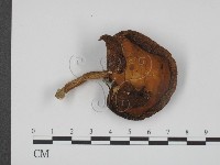 藏品()的圖片