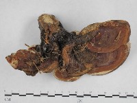 藏品(重傘靈芝)的圖片