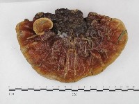 藏品(重傘靈芝)的圖片